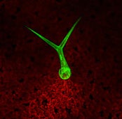 Fluorescence image of an Arabidopsis leaf. This plant is expressing the ER localized version of GFP from the trichome specific GL2 promoter. Note that the GFP fluorescence is restricted to the trichome cell.