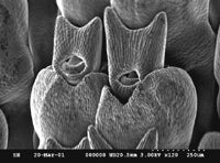 Immature maize flowers, viewed in the scanning electron microscope. 