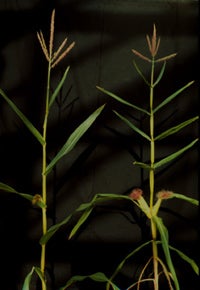 Normal and abphyl1 maize plants. The abphyl1 mutant is on the right, and makes leaves and ears in opposite pairs. 