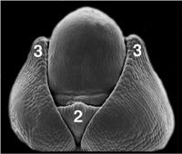 Scanning electron micrograph of an abphyl1 mutant vegetative shoot meristem. Leaf primordia are labeled 2,3.