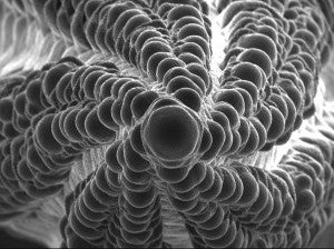 Top down view of a maize ear primoridium, viewed in the scanning electron microscope.
