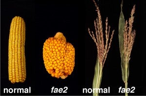Normal and fasciated ear2 inflorescences of maize.